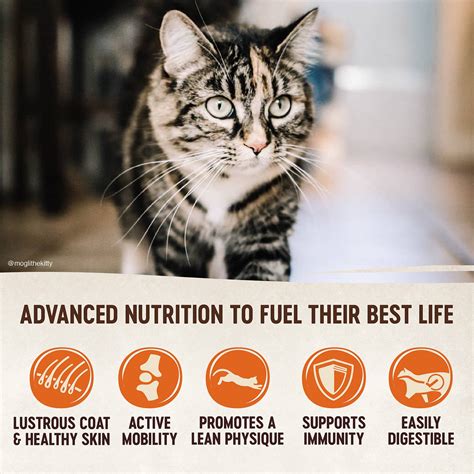 Wellness also pledges to manufacture foods that are free of junk like preservatives, artificial colors, and artificial flavors. WELLNESS CORE Grain-Free Kitten Formula Dry Cat Food, 5-lb ...