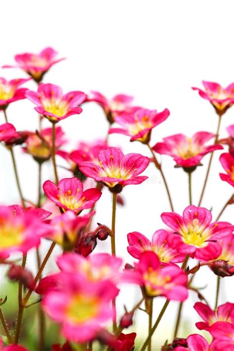 Pink Flowers Saxifrage Stock Image Image Of Pink Seasonal 33248877