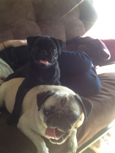 Pugs On Pugs Polly And Junebug Hanging Out Black Pug Make New Friends