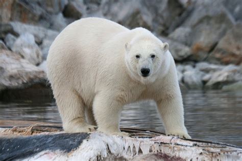 Are Polar Bears Endangered The Truth Will Leave You In Shock Animal Sake