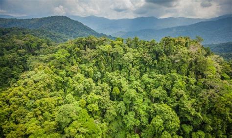 10 Reasons Forests Are So Important By Stand For Trees Medium