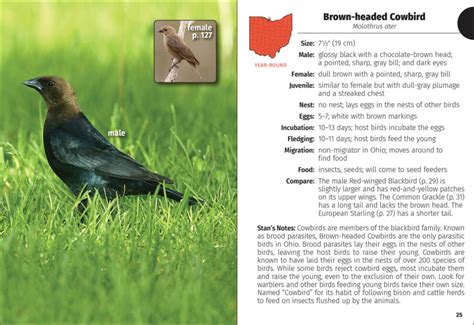 Birds Of Ohio Field Guide Adventurekeen Shop