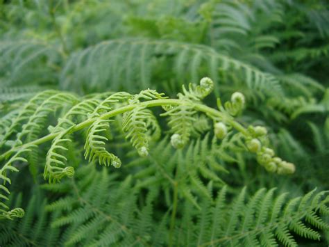 Free Stock Photo Of Unfurling Fern Frond Photoeverywhere