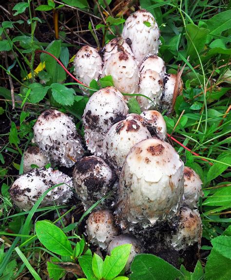 Adventures In Self Sufficiency Wild Mushroom Foraging Shaggy Manes