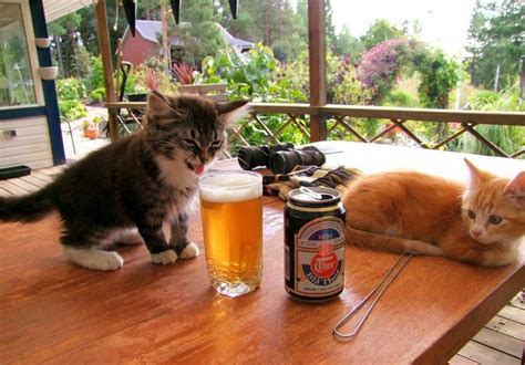 Kitty Drinks Beer Kittens Cutest Cats Funny Animal Pictures