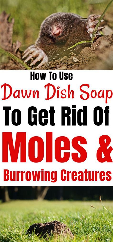 Get Rid Of Moles And Burrowing Animals With Dawn Dish Soap In 2020 With