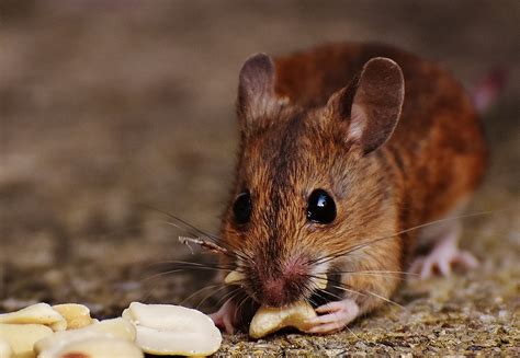 Professional repels mice can damage your camper items, engine wires and even cause several health concerns. How To Keep Mice Out Of Your RV or Travel Trailer - The RV ...