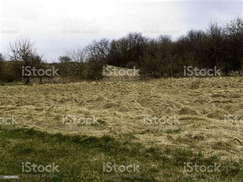 Dried Grasses In Field Stock Photo Download Image Now Agricultural
