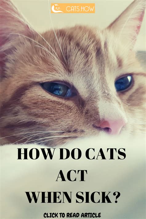 How Do Cats Act When Sick Sick Kitten Cats Sick Cat