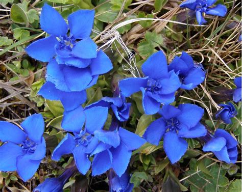 Maybe you would like to learn more about one of these? I Need A Cup of Tea: The Finest Plants in the Republic of ...