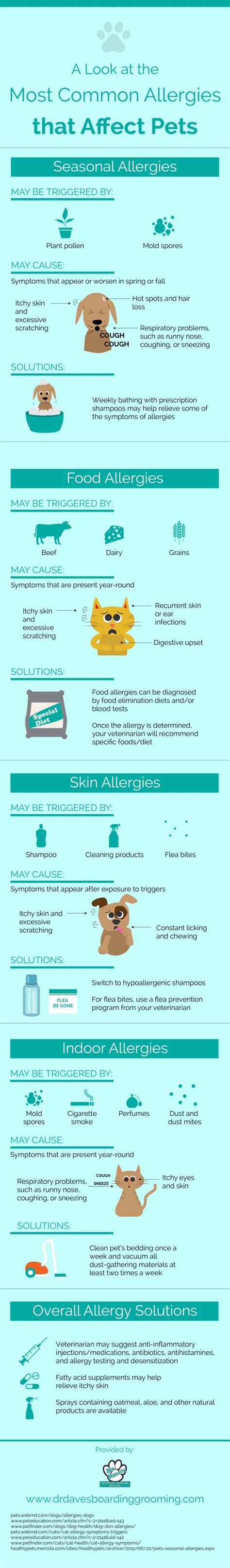 Most Common Pet Allergies Infographic Slash Pets