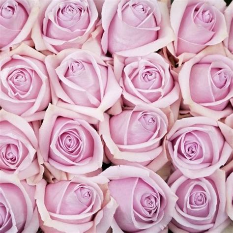 Free Delivery Premium Nautica Pink Roses Flowers Near Me