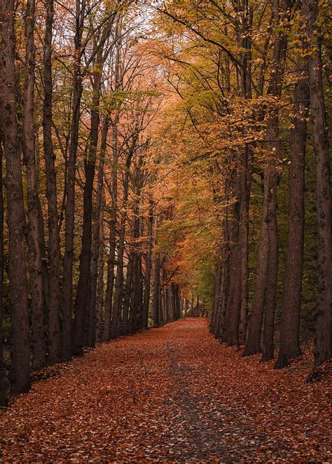 Autumn Forest Path Trees Foliage Hd Phone Wallpaper Peakpx