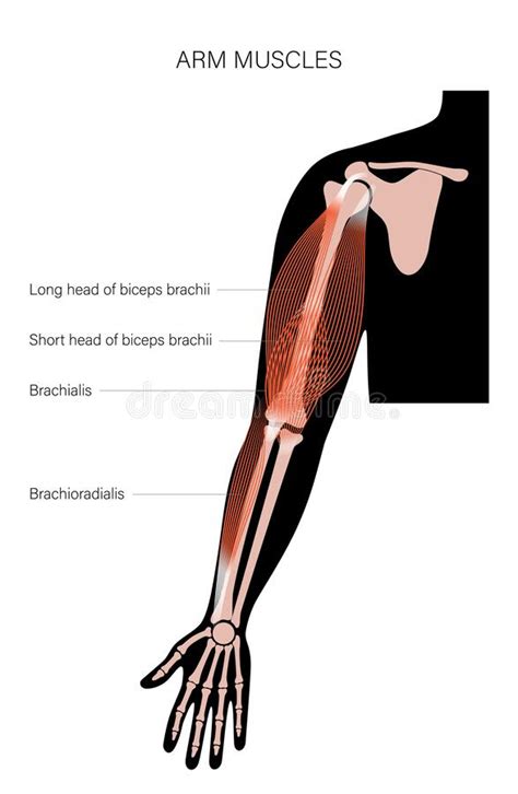 Brachialis And Brachioradialis Muscle Anatomy 3d Medical Illustration