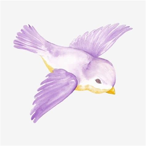 Watercolor Beginner Watercolor Bird Watercolor Illustration Water