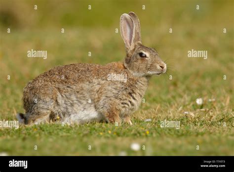 European Rabbits Australia Hi Res Stock Photography And Images Alamy