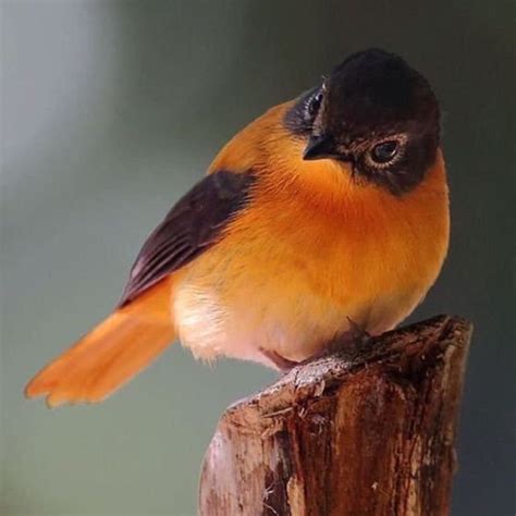 Suzanne Pardue On Twitter Aves De Estimação Aves Selvagens Pássaros