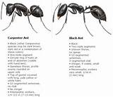 Black Ants Vs Carpenter Ants Pictures