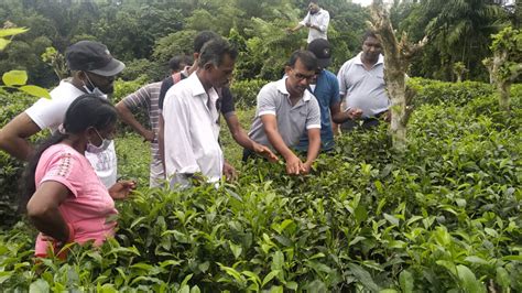 Labor Issue In Tea Plantation Sector In Sri Lanka