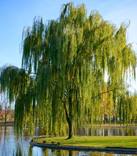 Fast Graceful And Enduring The Weeping Willows Grace Comes From Its