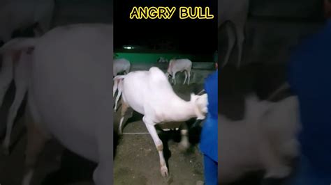 Angrybull Hsnvlogs Bull Bullsale Trending Animallover Dhanibulls