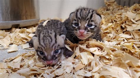 Rare Ocelot Twins Born At The Zoo The Houston Zoo