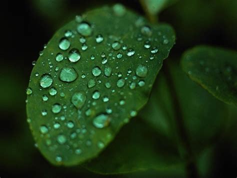 Raindrops wallpapers |See To World