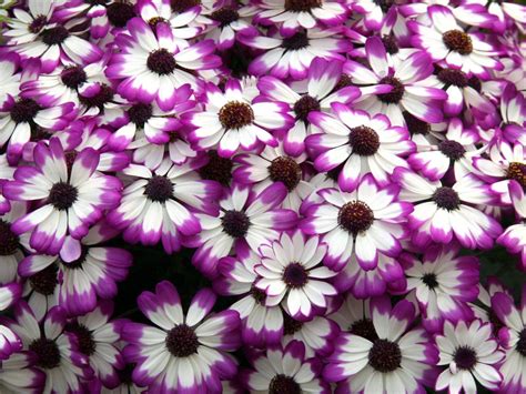We hope you enjoy our growing collection of hd images to use as a background or home screen for your smartphone or computer. Cineraria Purple White Flower Petals Desktop Wallpaper ...