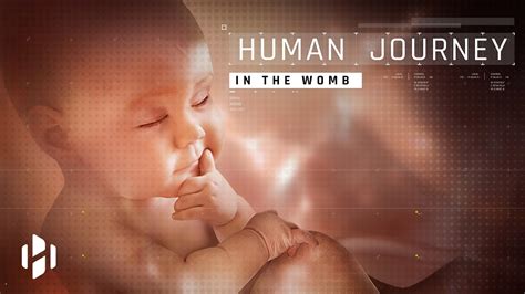 Human Journey In The Womb Youtube