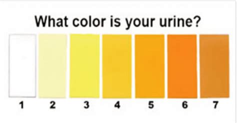 The Color Of Your Urine Reveals About Your Health Issues Must Know