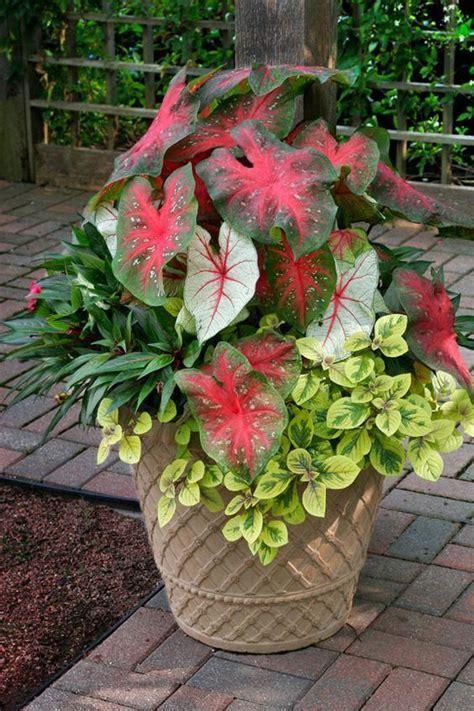 The Striking Shade Loving Caladiums Are The Thrillers The Tallest