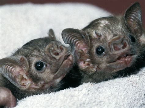 White Winged Vampire Bats Diaemus Youngi Can Identify Each Other With