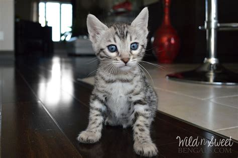 Skip to registered breeder list >. Bengal Kittens & Cats for Sale Near Me | Bengal kitten ...