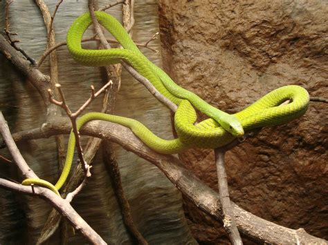 Eastern Green Mamba Taken At The American Museum Of Natura Flickr