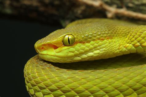 One Point For Slytherin New Indian Pit Viper Named After Harry Potter