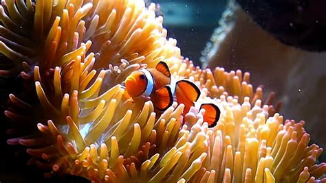 False Clown Fish On Anemone Nemo Fish Stock Footage Video 3839516