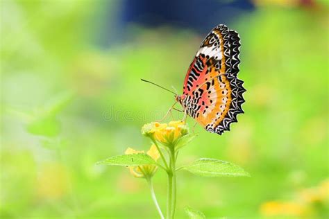Colorful Butterfly On Flower Stock Photo Image Of Coloured Closeup