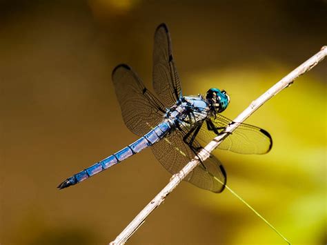 Dragonfly Bites Life Span Migration Environmental Benefits