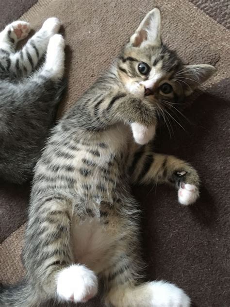 The term calico, much like tabby, refers to a pattern of colors rather than a breed. 1 Male Brown Tabby Kittens | St Neots, Cambridgeshire ...