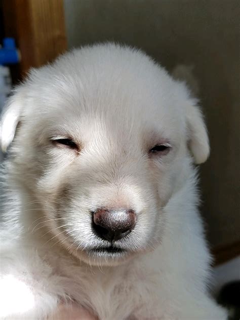 Burgin Snowcloud German Shepherd Puppy For Sale White Female Blue