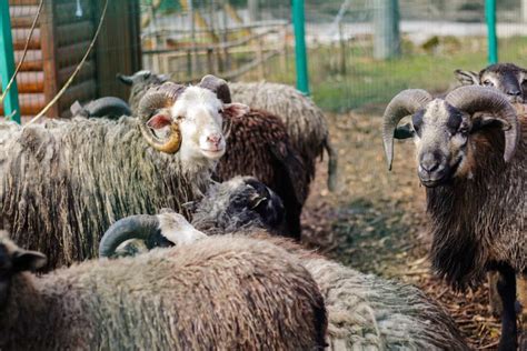Dorset Horn Sheep Facts Origin Physical Characteristics Size Pros