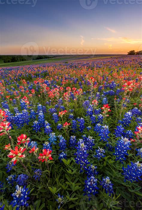 Texas Wildflower Bluebonnet And Indian Paintbrush Field At Sunset