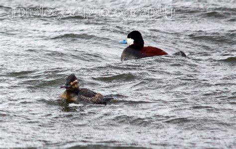 Northern Illinois Birder Ruddy Ducks Late March Spring Migration