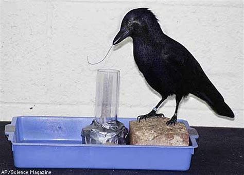 Tool Making Crow Impresses Scientists
