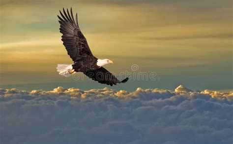 Bald Eagle Flying Above The Clouds Stock Photo Image Of Bird Travel