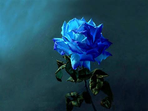 Download Blue Rose Blue Flower Flower Nature Rose Wallpaper