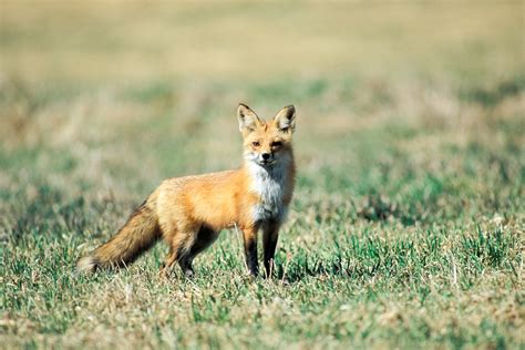 Red Fox Mdc Discover Nature
