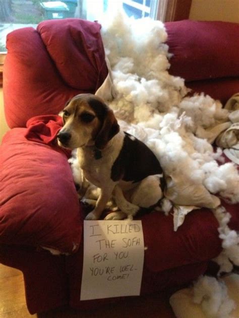 31 Guilty Dogs That Would Do It Again If They Could