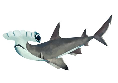 Scalloped Hammerhead Shark Save Our Seas Foundation