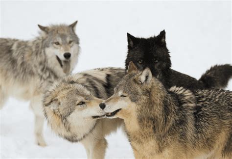 Judge Restores Gray Wolf Protections Wildearth Guardians
